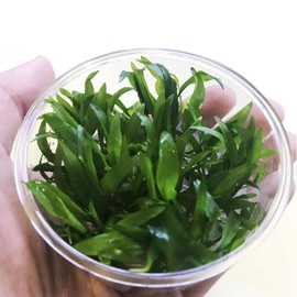 Greenpro (Crytocoryne Wendtii Green Gecko) Live Aquarium Plants in Tissue Culture Cup Anubias, Cryptocoryne, Bucephalandra, Piptospatha Ridleyi and More 100% Pest Snail and Algae Free