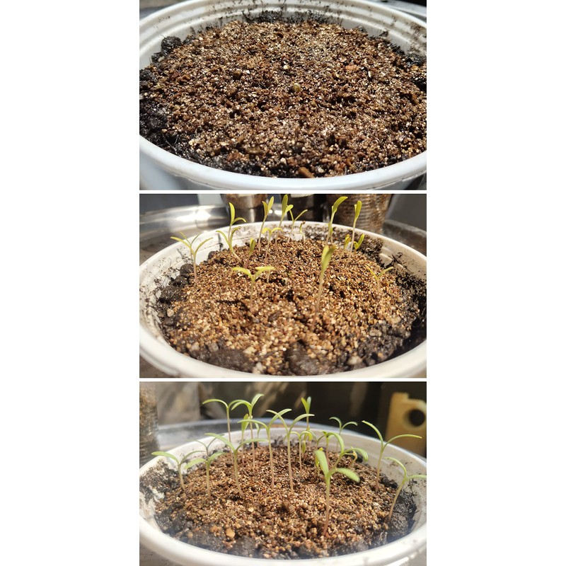 5QT Organic Vermiculite Granules for Plants and Gardening