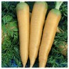 Everwilde Farms - 1 Oz Organic Solar Yellow Carrot Seeds
