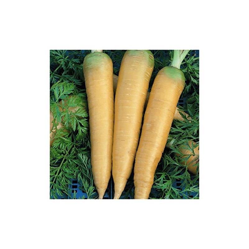 Everwilde Farms - 1 Oz Organic Solar Yellow Carrot Seeds