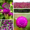 Sow Right Seeds - Purple Globe Amaranth Seeds for Planting