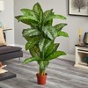 HomeStock Suburban Sophistication 5Ft. Dieffenbachia Silk Plant (Real Touch)