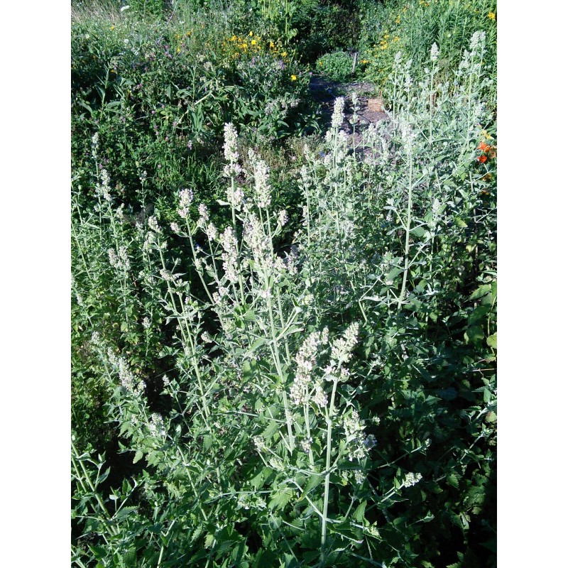 Nilsas Herbal Teas & Botanicals Catnip-for cats too! Fresh Dried