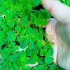 Red Root Floaters Live Aquarium Floating Plant YOU RECEIVE 10