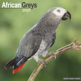 African Greys Calendar 2025 | Square Bird Wall Calendar - 16 Month