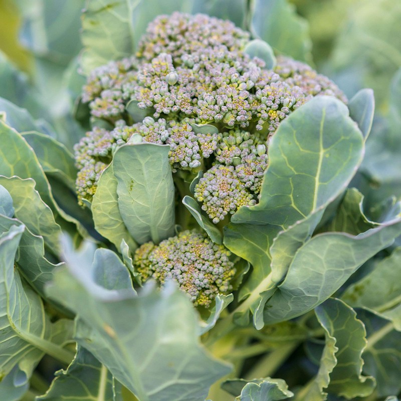 Ramoso Santana Sprouting Broccoli Seeds - 3 g Packet ~900