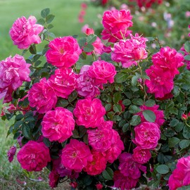 Heirloom Roses Rose Plant - Highwire Flyer™ Pink Rose Bush, Climbing Roses Live Plant for Planting Outdoors