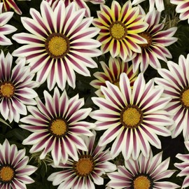 Outsidepride Gazania Big Kiss White Flame Flower Seeds - 25 Seeds