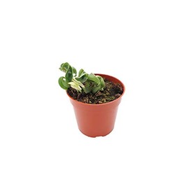 Hindu Rope Hoya Variegated - 4" from California Tropicals