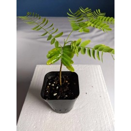 Tree Royal Poinciana - Flamboyant - Flame Tree - 3-6" Tall Live Plant - Delonix regia