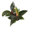 Live Philodendron 'Congo Red', Real Plant for Indoors, 8 in.