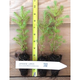 Scenic Hill Farm 3 Japanese Larch (Larix kaempferi) - Bonsai or Landscape 5 - 10  Inches Tall