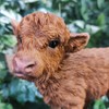 Vivid Arts - Highland Cattle Calf - PP-HLCF-F
