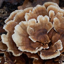 Crater Lake Specialty Foods Dried Turkey Tail Mushrooms – Wild-Crafted, GMO-Free Premium Mushrooms from the USA, Available in 16 oz (1 lb), 8 oz, and 4 oz Packs – Ideal for Teas and Tinctures. (4 Oz)