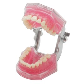 Dental Demonstration Teeth Model - Tooth Extraction Model Standard Study Teaching Dental Mode with All Removable Teeth