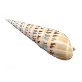 Florida Shells and Gifts Inc. 1 Large Marlin Spike 6" Terebra Maculata Shell Beach Decor Nautical Display Collector