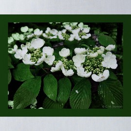 CafePress White Flowers 18"x18" Reusable Grocery Shopping Sling Tote Bag