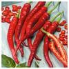 Everwilde Farms - 1/4 Lb Cayenne Long Red Hot Pepper
