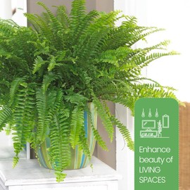 American Plant Exchange Kimberly Queen Fern – 10-Inch Pot – Live Air Purifying Upright Fern, Easy Care Houseplant for Indoor Planters, Outdoor Baskets, or Patio Decor