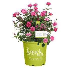 junyanbb Family of Roses 'The Pink Double Knock Out Rose' Live Shrub