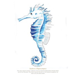 SeaKisses Seahorse A4 SeaLife Print Unframed