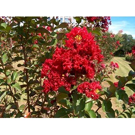 Bundle of 12 - Dynamite Crepe Myrtle Trees - DEEP RED Blooms - Quart Containers - FIBROUS Root System - Grown by Crape Myrtle Guy - Live Plants - 1 Foot Tall