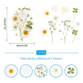 PATIKIL Dried Pressed Flowers, Real Dry Leaves Pressed Bloom for Scrapbook Supplies Card Making Resin Jewelry Making Soap Candle DIY Crafts, White