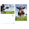 Edition Colibri Funny Cows 2 Postcards (10529)