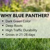 Jonathan Green (11970) Blue Panther Kentucky Bluegrass Grass Seed -