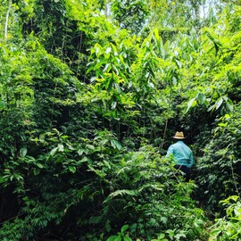 Burlap & Barrel - Ground Black Lime - Tart and Savory Spice Great for Roasted Meats, Veggies, Stews, Kebabs, or as a Cocktail Garnish - Great Alternative to Makrut Leaf in Recipies - 1.7oz Glass Jar
