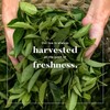 Uncle Lee’s Organic White Tea - Premium Tea for Everyday