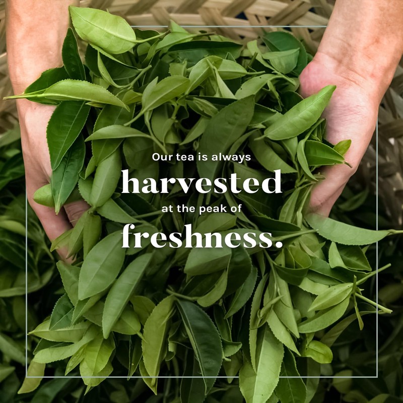 Uncle Lee’s Organic White Tea - Premium Tea for Everyday