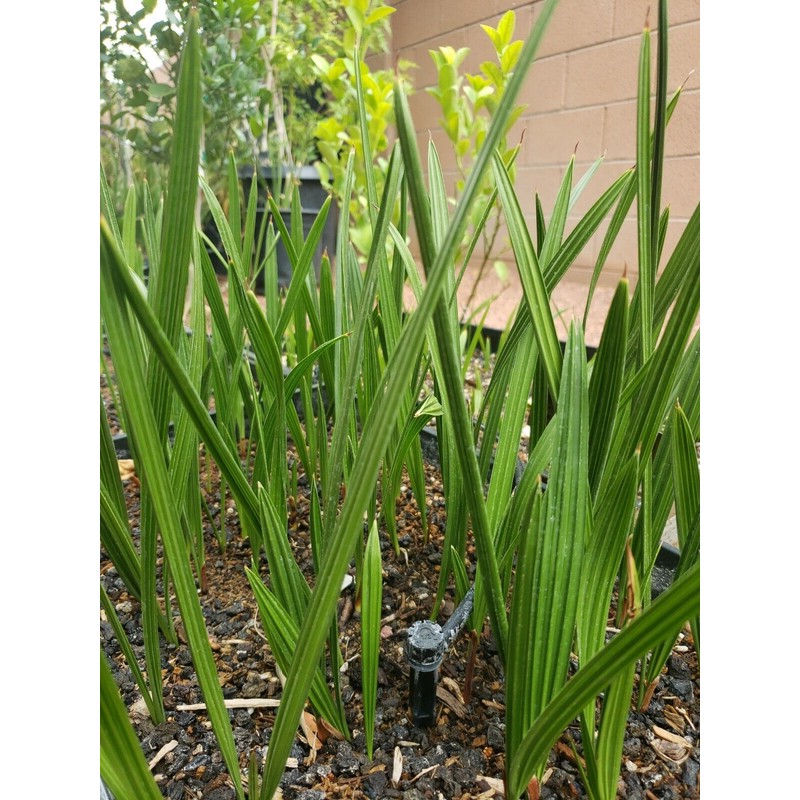 Unbranded 1- Medjool 8+” Date Palm Tree Seedlings Phoenix dactylifera