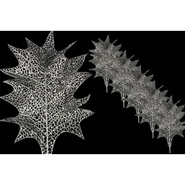 5 Pack 22" Silver Holly Leaf Pick