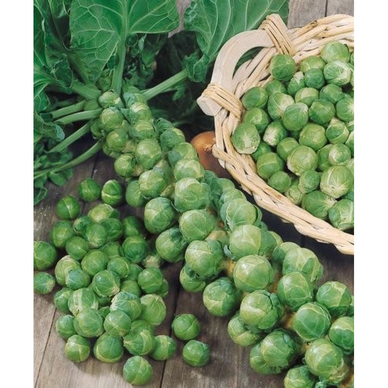 NIKA SEEDS - Vegetable Brussels Sprout Cabbage Green (Possible to