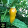Tyler Farms 10+ Datil Pepper seeds | Exotic hot chile,