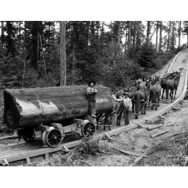 1902 Horse Logging Wagon Lumberjacks Photo Vintage Retro