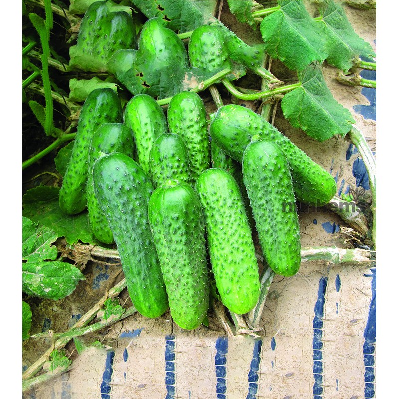 RAISE ME UP: Seeds Cucumber Titus F1 for Pickling Open-Pollinated