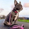 Max & Molly Classic 6 ft Leopard Pink Dog Leash