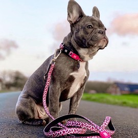Max & Molly Classic 6 ft Leopard Pink Dog Leash - Strong, Padded, Waterproof - Stylish Patterns for Boy & Girl Dogs - Durable, Lightweight, Comfortable for Small Dogs - Large