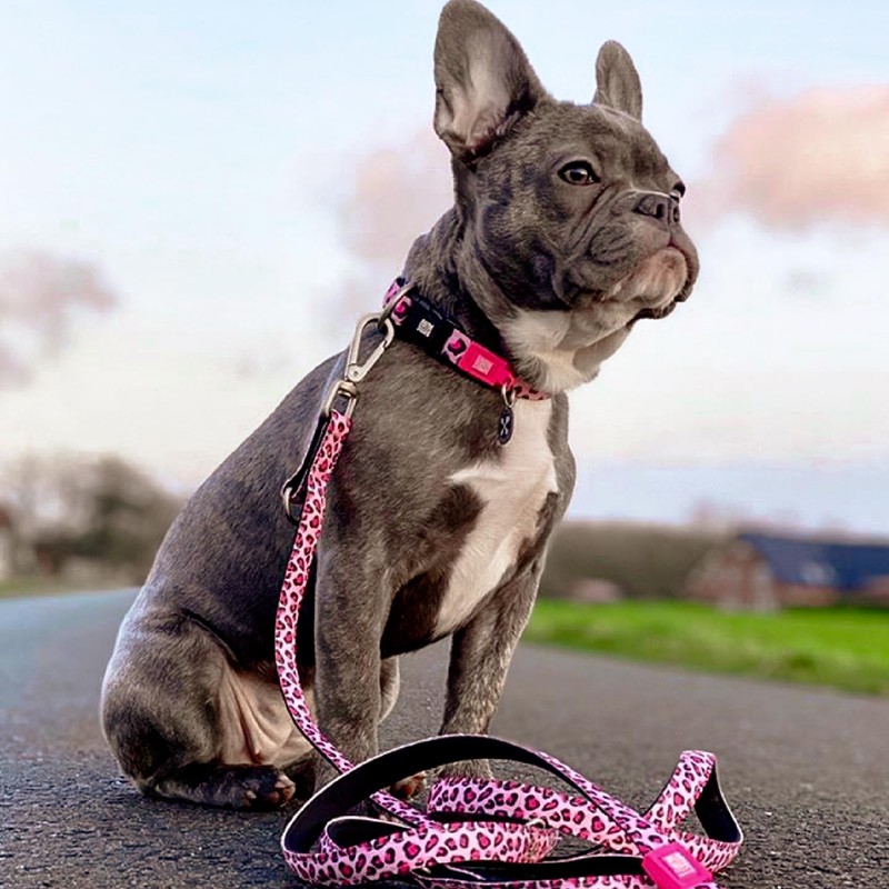 Max & Molly Classic 6 ft Leopard Pink Dog Leash