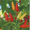 Pepper Hot Tabasco Great Heirloom Vegetable 30 Seeds