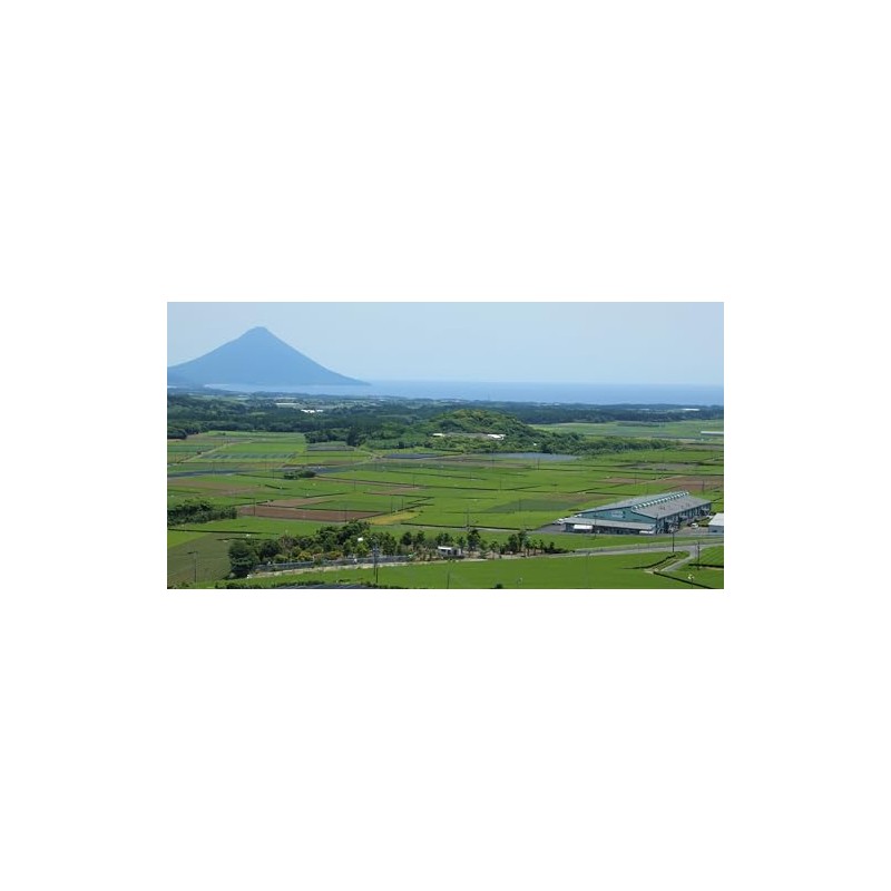 Suisunen Suisenen Honpo Organic Roasted Roasted Tea TB30p, Kagoshima Prefecture,