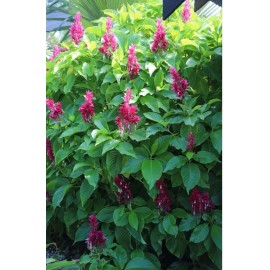 Unbranded BRAZILIAN RED CLOAK  7   Cuttings, EASY to root