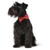 HUNTER Collar Bow Tie Paris Red