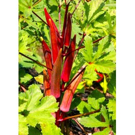 Okra Red 20+ Non-GMO Seeds for Planting
