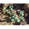 PACOS CANTALOUPE SWEETEST MELON WORLD KNOWN 300 SEEDS PECOS CANTALOUPE