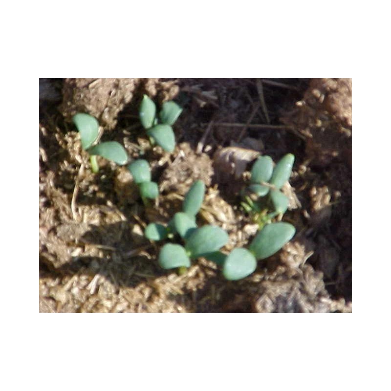 PACOS CANTALOUPE SWEETEST MELON WORLD KNOWN 300 SEEDS PECOS CANTALOUPE