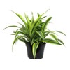 Live Dracaena Lemon Lime (warneckii), Dragon Tree Live Indoor Houseplant