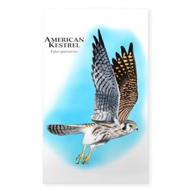 CafePress American Kestrel Rectangle Bumper Sticker Car Decal